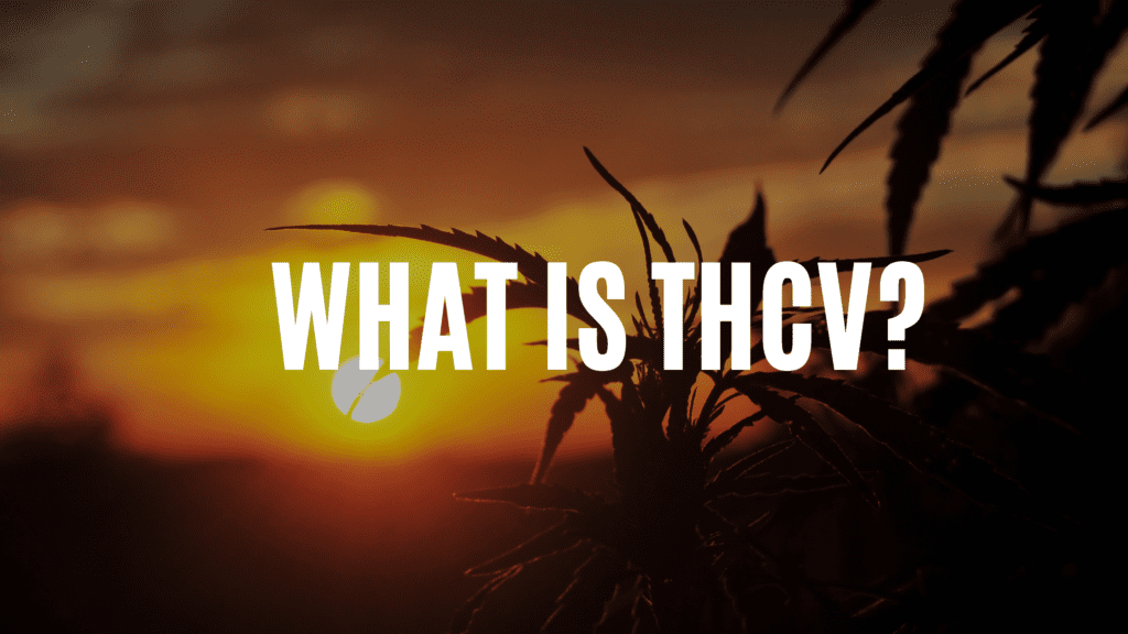 canna-optimize.kn.blz.au | Shop Bulk Delta-8 THC, Bulk HHC and other hemp products online