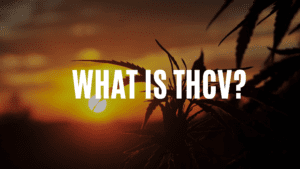 canna-optimize.kn.blz.au | Shop Bulk Delta-8 THC, Bulk HHC and other hemp products online