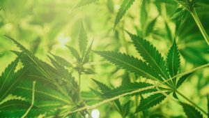 canna-optimize.kn.blz.au | Shop Bulk Delta-8 THC, Bulk HHC and other hemp products online