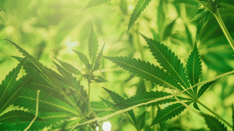 canna-optimize.kn.blz.au | Shop Bulk Delta-8 THC, Bulk HHC and other hemp products online